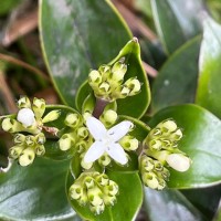 Hedyotis flavescens Thwaites
