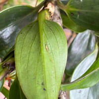 Hedyotis flavescens Thwaites
