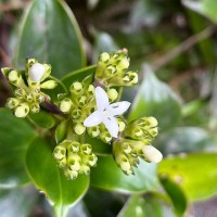 Hedyotis flavescens Thwaites