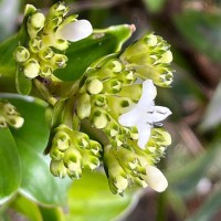 Hedyotis flavescens Thwaites