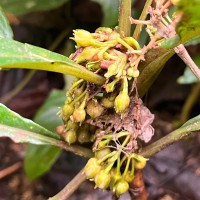 Rhynchotechum permolle (Nees) B.L.Burtt