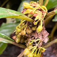 Rhynchotechum permolle (Nees) B.L.Burtt