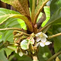 Rhynchotechum permolle (Nees) B.L.Burtt