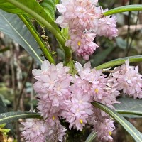 Rhynchotechum permolle (Nees) B.L.Burtt
