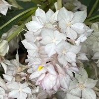 Rhynchotechum permolle (Nees) B.L.Burtt