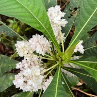 Rhynchotechum permolle (Nees) B.L.Burtt