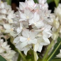 Rhynchotechum permolle (Nees) B.L.Burtt