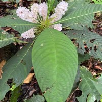 Rhynchotechum permolle (Nees) B.L.Burtt