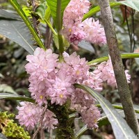 Rhynchotechum permolle (Nees) B.L.Burtt
