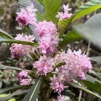 Rhynchotechum permolle (Nees) B.L.Burtt