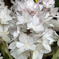 Rhynchotechum permolle (Nees) B.L.Burtt