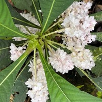 Rhynchotechum permolle (Nees) B.L.Burtt