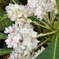 Rhynchotechum permolle (Nees) B.L.Burtt