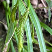 Stichorkis gibbosa (Finet) J.J.Wood