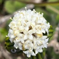Hedyotis quinquinervia Thwaites