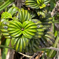 Hedyotis quinquinervia Thwaites
