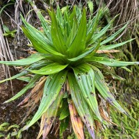Hedyotis plantaginifolia Arn.