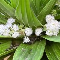 Hedyotis plantaginifolia Arn.