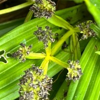 Hedyotis plantaginifolia Arn.
