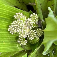 Hedyotis plantaginifolia Arn.
