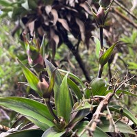 Hedyotis gardneri Thwaites