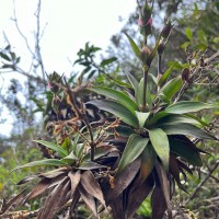 Hedyotis gardneri Thwaites