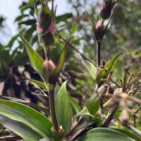 Hedyotis gardneri Thwaites