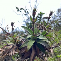 Hedyotis gardneri Thwaites