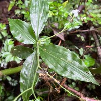 Dictyospermum montanum Wight