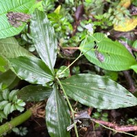 Dictyospermum montanum Wight