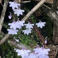 Utricularia moniliformis P.Taylor