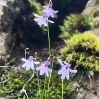 Utricularia moniliformis P.Taylor