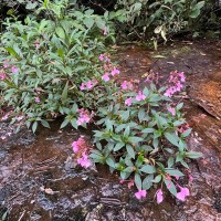 Impatiens elongata Arn.
