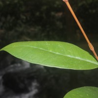 Eugenia sp. (BS)