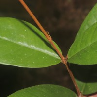 Eugenia sp. (BS)