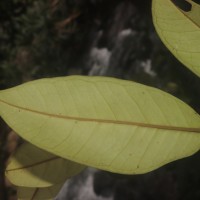 Eugenia sp. (BS)