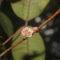 Eugenia sp. (BS)