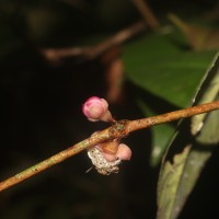 Eugenia sp. (BS)