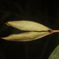 Eugenia sp. (BS)