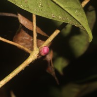 Eugenia sp. (BS)