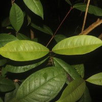 Eugenia sp. (BS)
