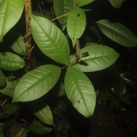 Eugenia sp. (BS)