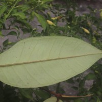 Eugenia sp. (BS)