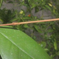 Eugenia sp. (BS)