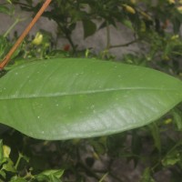 Eugenia sp. (BS)
