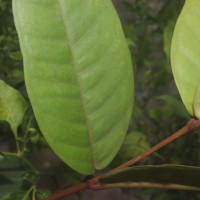 Eugenia sp. (BS)