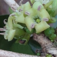 Discospermum sphaerocarpum Dalzell ex Hook.f.