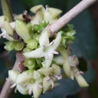 Discospermum sphaerocarpum Dalzell ex Hook.f.