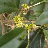Discospermum sphaerocarpum Dalzell ex Hook.f.