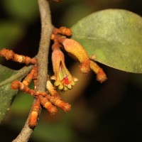 Taxillus incanus (Trimen) Wiens